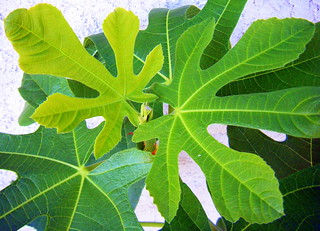 Tác dụng tuyệt vời của lá đu đủ mà ít ai biết tới